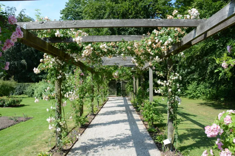 Drewniana pergola porośnięta różami w słonecznym ogrodzie