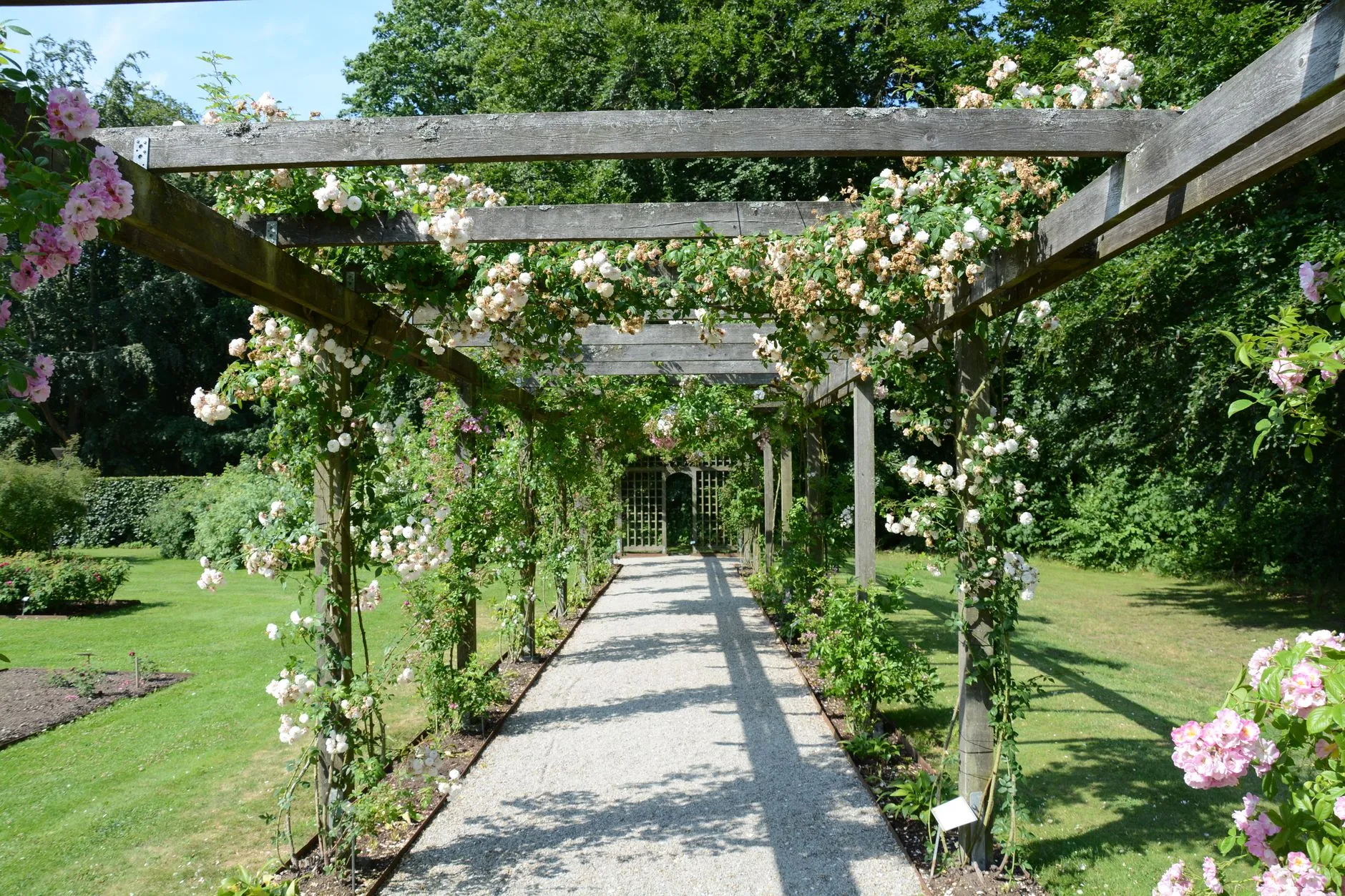 Drewniana pergola porośnięta różami w słonecznym ogrodzie